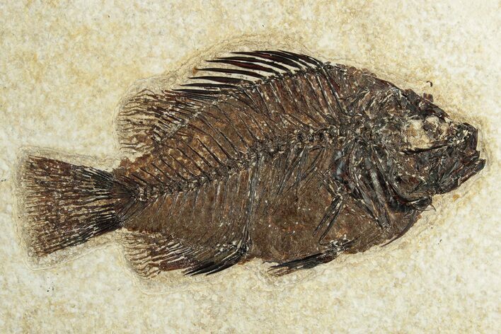 Fossil Fish (Cockerellites) - Wyoming #252164